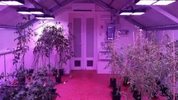 В теплицах Италии ускорили выращивание томатов с помощью точной светодиодной технологии